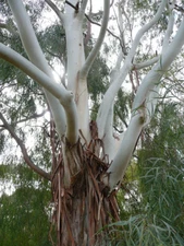 Lemon-Scented Gum (Eucalyptus citriodora), 50 seeds