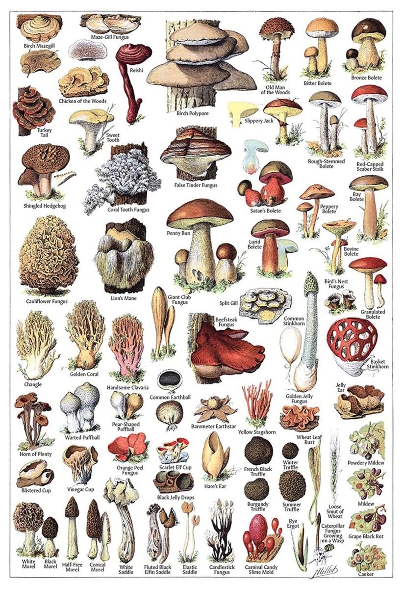 11244.Decoration Poster.Home Wall Room art.Mushroom types