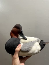 Canvas Back Decoy by Ducks Unlimited 2000-01