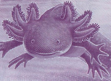 Mexico P138 (P133) AXOLOTL AJOLOTE Mexico 50 Pesos 2024 2025 commemorative UNC