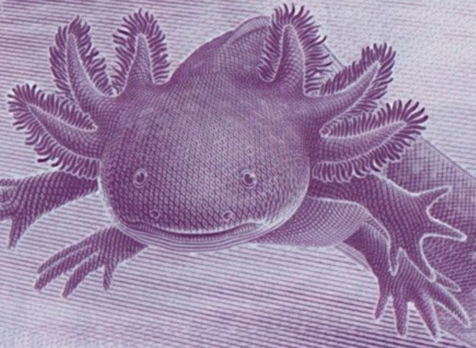 WORLD MONEY STORE Mexico P-133 AXOLOTL AJOLOTE Mexico 50 Pesos 2024 2025 commemorative UNC