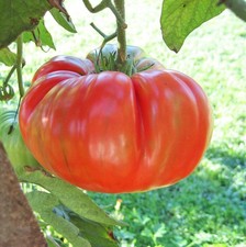 100 Heirloom Red Ponderosa Beefsteak Tomato Seeds - Amazing 1-2LB Indeterminate