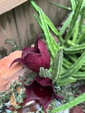 Black Bell - Stapelia LIVE Plant - Succulent - LEENDERTZIAE Huernia rare Orbea