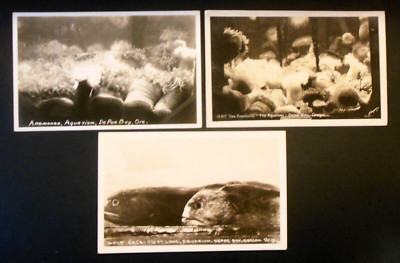 DE POE BAY, Oregon Aquarium-3 Real Photo Postcards-Wolf Eel-Anemone-Sawyers 1930