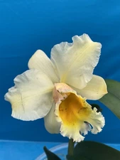 Cattleya Rlc Delta King X Erin Kobayashi NBS Fragrant Orchid Eros 4" Pot