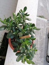 Crassula Ovata. Albero di Giada h=15 cm.