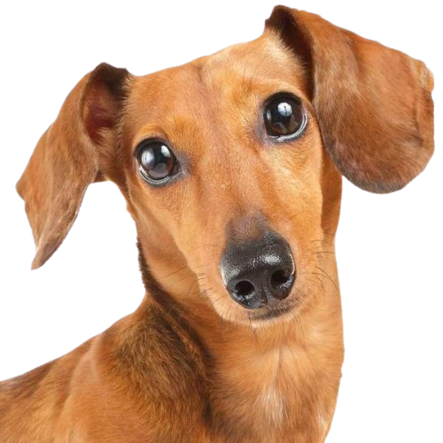 DACHSHUND - Etiquetas de dirección de devolución - 1" x 2 5/8" - Personalizadas - Imagen 23 de 37