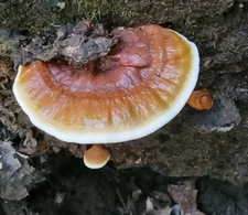 Reishi, Ling Chih, Lingzhi Ganoderma sessile Liquid Culture East MO Clone 10+ml 