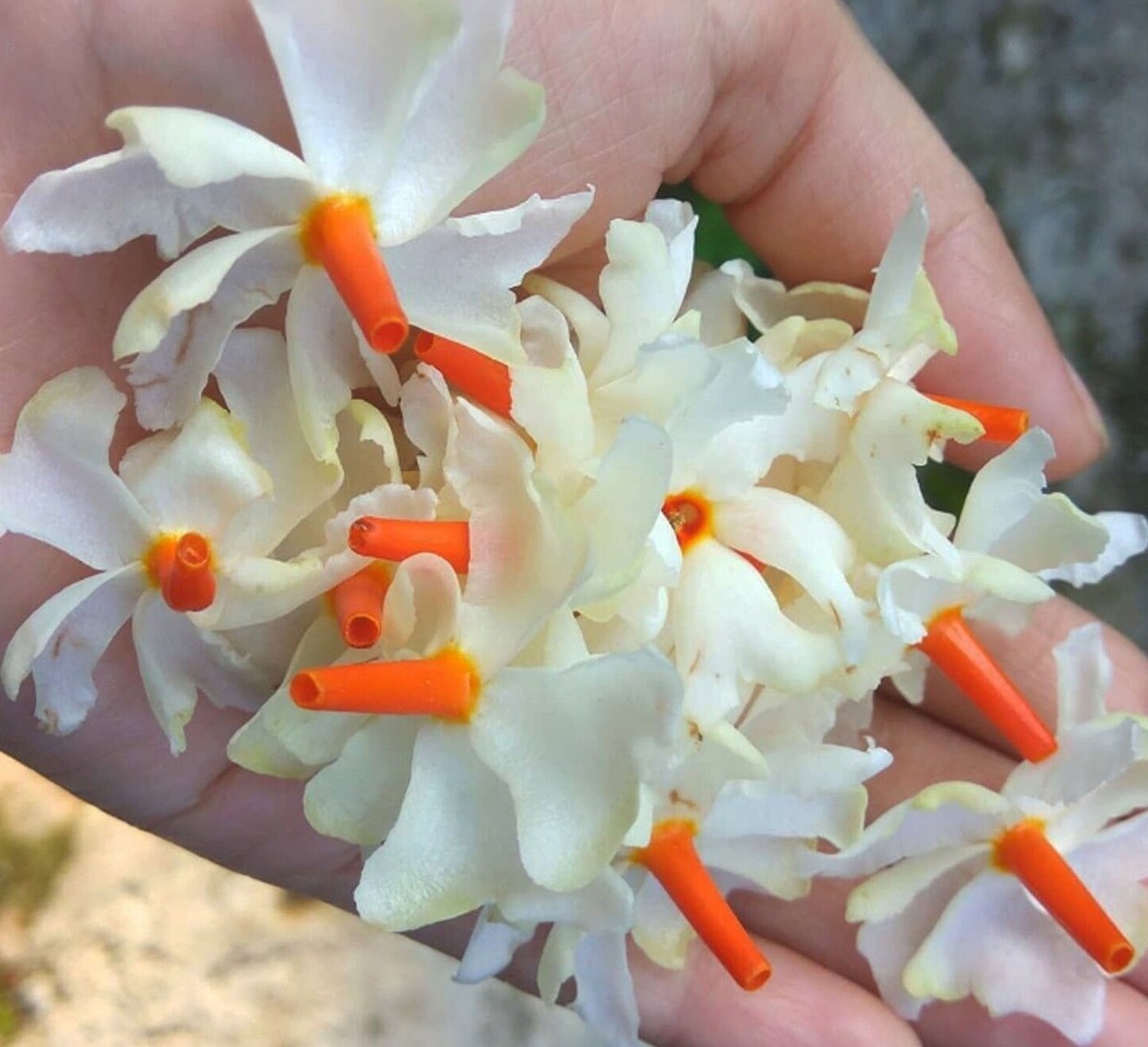Night Flowering Jasmine Live Seeds Nyctanthes arbor tristis