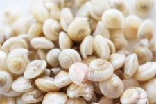 1/4 Lb (500) Extra Tiny Pearl Umbonium Button Top Mini Shells (1/4") Beach Craft