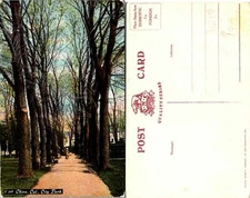 Chico CA City Park Trees Postcard Unused (36259)