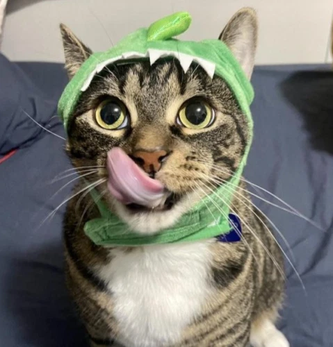 Cat in top dinosaur costume