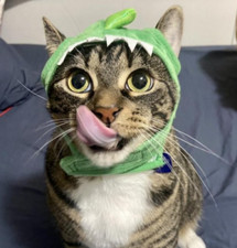 Dinosaur Hat Cat Costume - Hyde  EEK Boutique    Small Dog Dino One Size