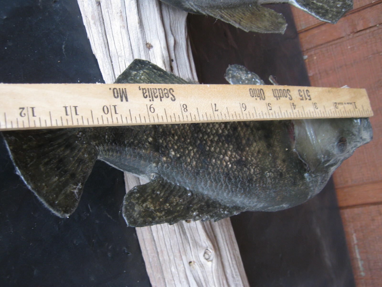 Vintage Crappie Fish Wall Mount Taxidermy great for Cabin decor eBay