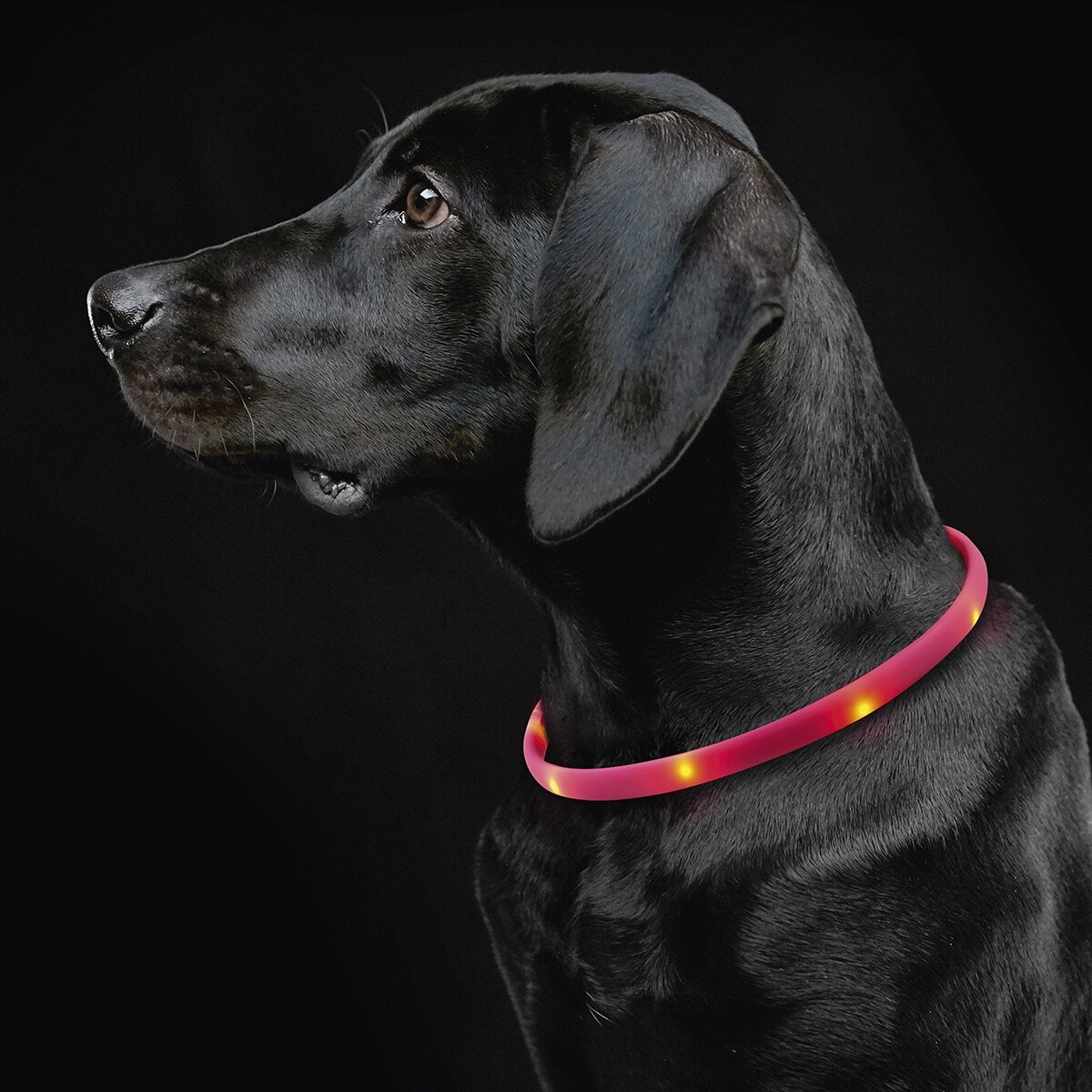 Collare LED per Cani B105 Taglia M foto 2