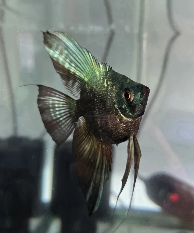 Par probado de peces ángel pinoy azul ahumado y pinoy Foto 3 de 4