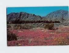 Postcard Amazing carpet of colorful wild flowers Southwest USA