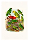 Reichenow Parrots 21 A4 High Quality Art Print