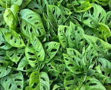 Monstera Adansonii Swiss Cheese Plant - 3" Pot - Rare Tropical Houseplant