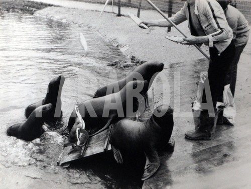 PHOTO DE PRESSE vintage, Guerre, Mussolini, Bersagliere, tirage 24x18