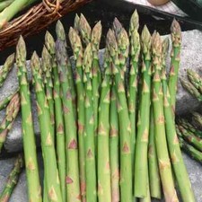 Mary Washington Asparagus Seeds | Fresh Garden Seeds | NON-GMO | NEW season