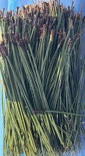 Eastern NC White Pine Needles 12 oz package With Couple Of Young Pine Cones