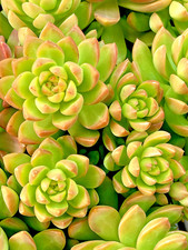 Rare Sedum Adolphi Golden Glow 2-3 Inches Succulent Easy Care