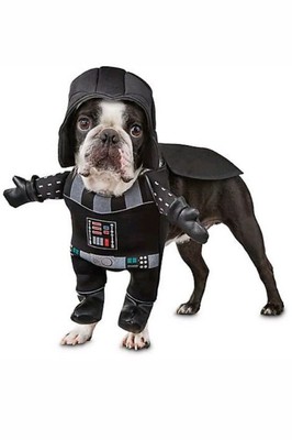 dog birthday hat petco