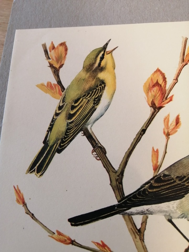 70+old Tunnicliffe bird print.Woodwarbler. Blackcap. Willow Warbler