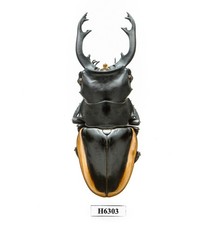 BEETLE, INSECT -H6303. Lucanidae: Odontolabis cuvera fallaciosa -85MM, VIETNAM