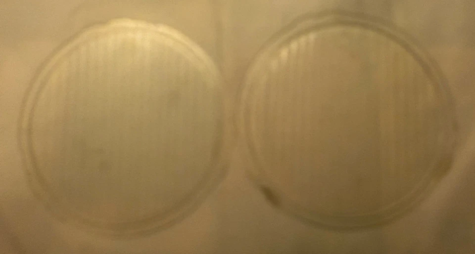 Vidrio para faro Dodge Brothers vintage años 1920-30, parte # 14933 Foto 2 de 4