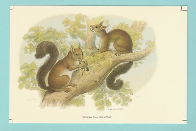 TIERE - CHELSEA PRINTS - EICHHÖRNCHEN - 1988
