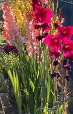 Fifteen x Mixed Coloured Gladioli Corms Ready-To-Plant (Free UK Postage)