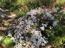 Organic Live USA Pink Jasmine Polyanthum Cuttings