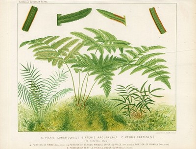 Antiker Druck - Bremsfarne - PTERIS - Britten - Cassell - 1879