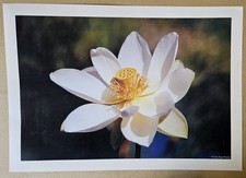 Poster Lotusblüte Freiburg Botanischer Garte...