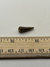 Pterosaur  Pterodactyl .75” T00TH Dinosaur F0SSIL not T Rex Cretaceous CS 08