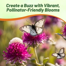 1000 Seeds Globe Amaranth Gomphrena Flower Seed Mix