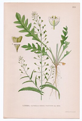 1926 Lindman Botanical Flower Print, Shepherd's Purse (Capsella Bursa Pastoris)