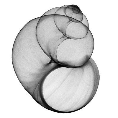 Pond Snail Xray Print, Apple Snail, Pomacea Fresh water snail