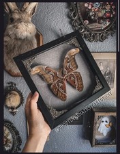 Attacus Atlas Moth Taxidermy
