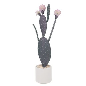meerjungfrauen kaktus Coral Cactus “Mermaid Tail” main image 0