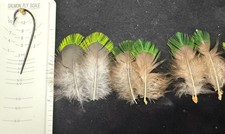 Vintage Quetzal  Back Feathers