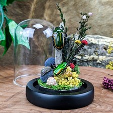 e17h 2 Colorful beetles dome display Entomology Taxidermy Oddities Curiosities