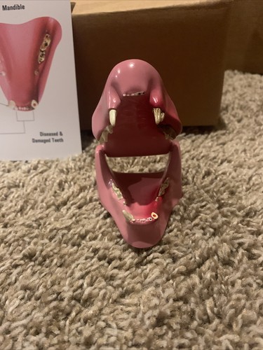 Denti felini mascella modello veterinario Halloween insegnamento apprendimento - Foto 3 di 4