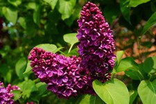 Ludwig Spaeth Lilac Plant Live Starter Deep Purple Fragrant Flowers