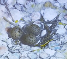 Nest and Eggs of Western Gull, c1920's Magic Lantern Glass Slide