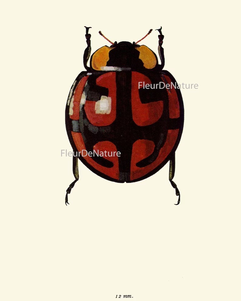 Colorful Ladybug Beetle Wall Art Set of 6 Prints Beautiful Antique ...