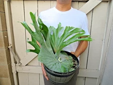 Platycerium Superbum Staghorn fern plant