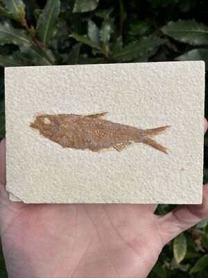 Fossil Fisch Knightia eocaena Green River Formation USA 50 Millionen Jahre alt 